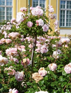 Róża pienna różowa. Fot. Julia Dobrzańska